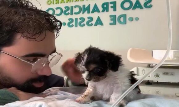 Veterinário emociona ao acalmar cadelinha durante tratamento em vídeo que viralizou
