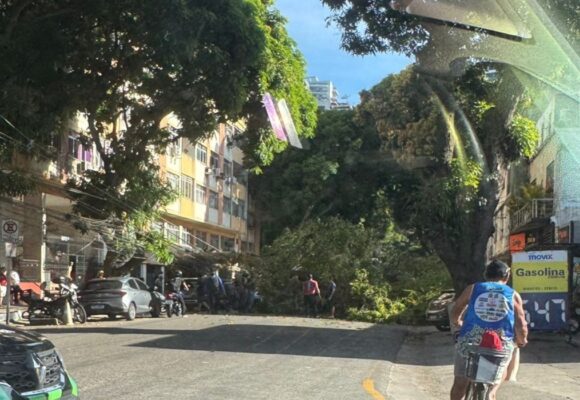 Queda de árvore interdita via e causa danos na 14 de Março, em Belém