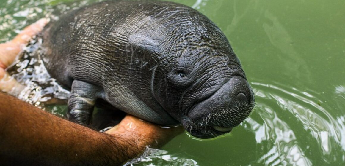 Pará declara peixe-boi amazônico e marinho como patrimônios culturais naturais