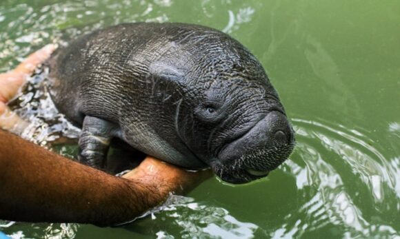 Pará declara peixe-boi amazônico e marinho como patrimônios culturais naturais