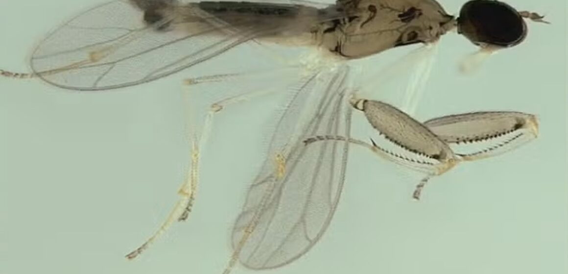 Cientistas descobrem nova espécie de mosca predadora em floresta urbana do Rio