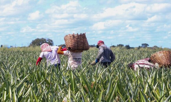 Mapeamento inédito identifica 8 mil famílias aptas a fornecer alimentos para a COP30