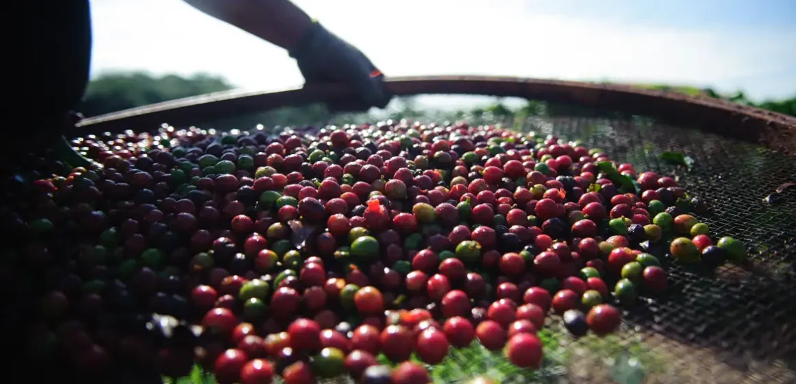 Preço do café no varejo registra segunda queda mensal, mas alta de até 15% é esperada