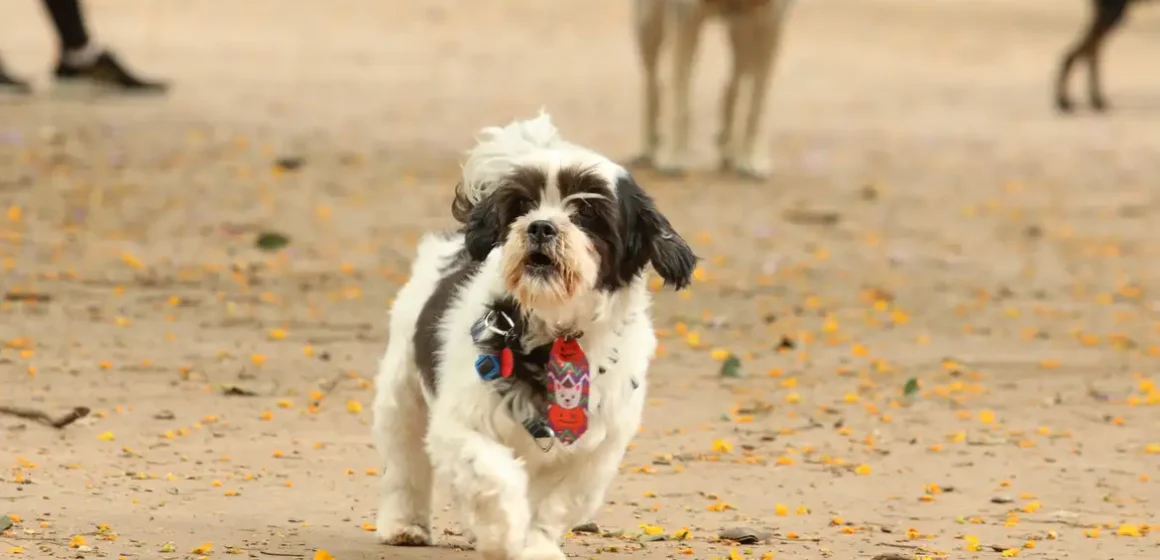 Cantoras internacionais dominam lista de nomes mais populares para pets no Brasil