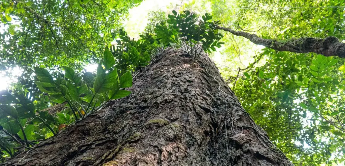 Gigantes da Amazônia emergem como aliados cruciais contra mudanças climáticas