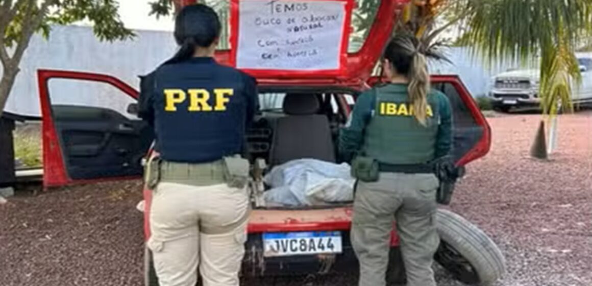 PRF apreende tartarugas-da-Amazônia transportadas ilegalmente no oeste do Pará