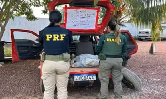 PRF apreende tartarugas-da-Amazônia transportadas ilegalmente no oeste do Pará