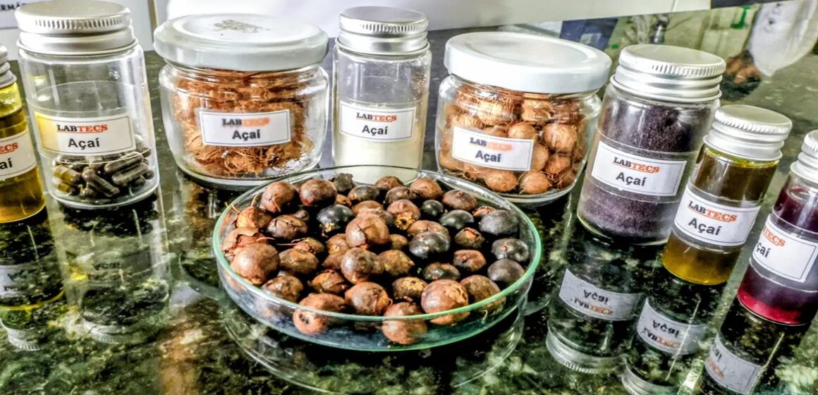 20250926161903-GF00024987-F00448253 Azeite de açaí: PCT Guamá desenvolve produto com tecnologia limpa e alto potencial econômico