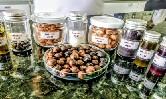 Azeite de açaí: PCT Guamá desenvolve produto com tecnologia limpa e alto potencial econômico