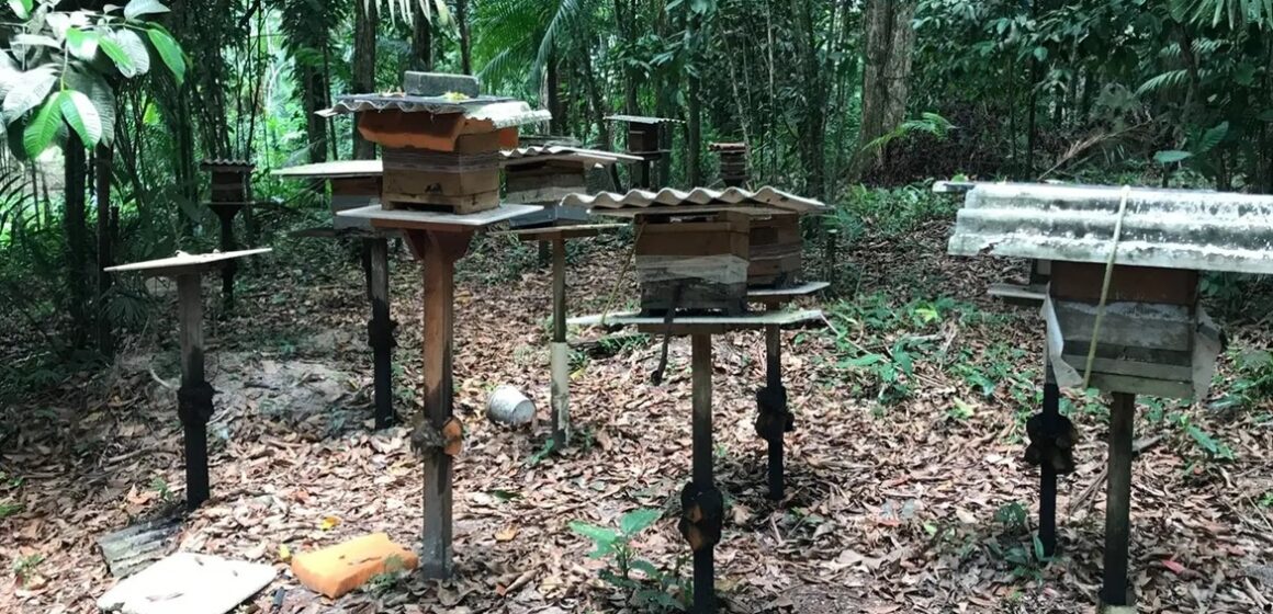 Abelhas impulsionam economia e preservação ambiental no Pará