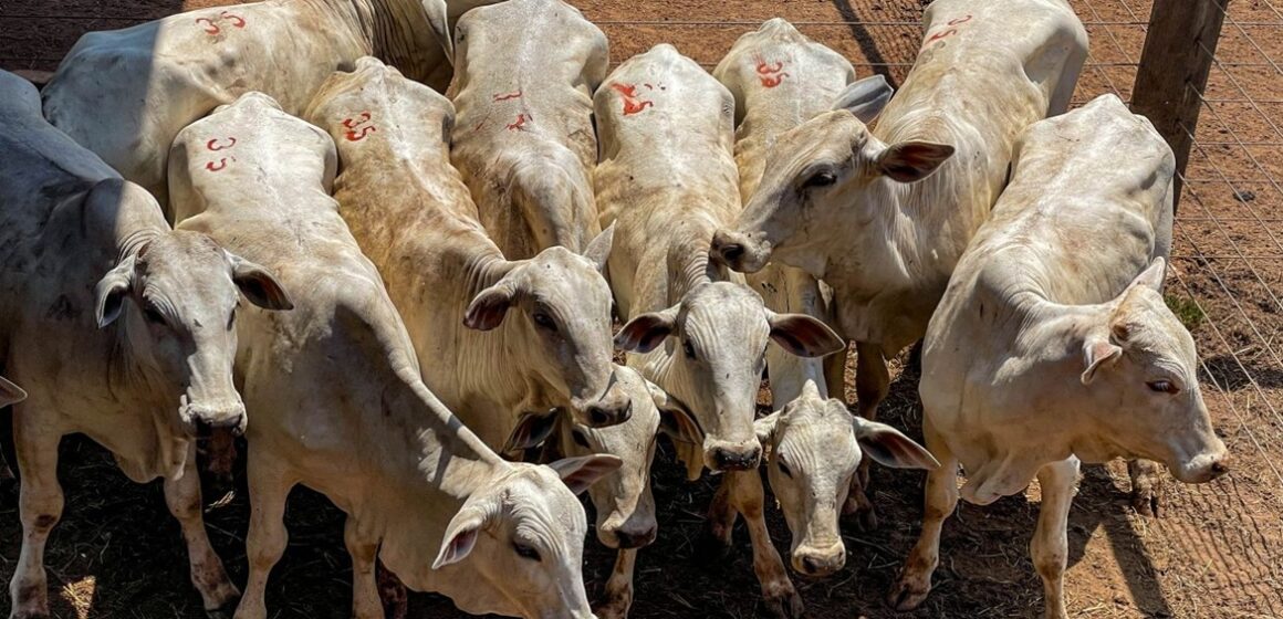 20849_bade2500-9e92-6c88-d2ff-6eee0d30ef19 Pará realiza primeira exportação de carne bovina com rastreabilidade individual para a China