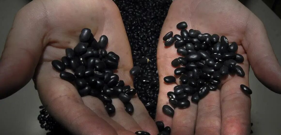 WhatsApp Image 2025-10-20 at 15.16.35 Brasil bate recorde na exportação de feijão em 2025