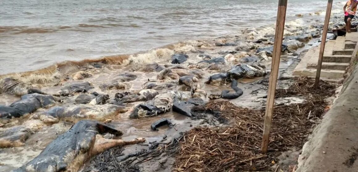 boi-960x540 Navio Haidar continua submerso uma década após naufrágio que devastou praia no Pará