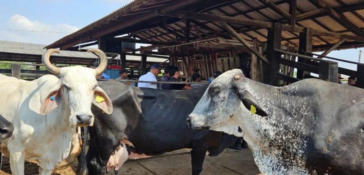 Programa de rastreabilidade bovina do Pará ultrapassa 270 mil animais identificados