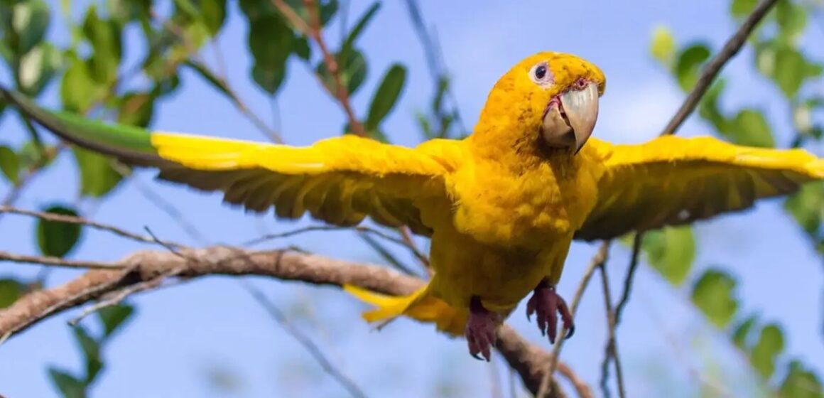 20251116115539-GC00072580-F00275472E Projeto devolve ararajubas à natureza e marca revolução na conservação da espécie no Pará