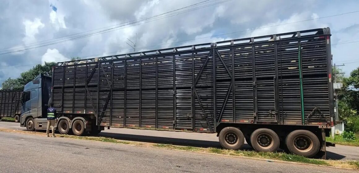 Operação da Sefa apreende gado e cacau no Araguaia com valor superior a R$ 400 mil