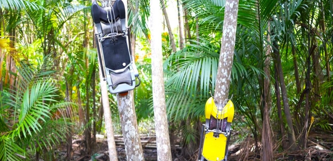 Macapá sedia primeira fábrica de robô colhedor de açaí do Brasil