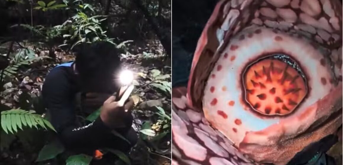 Após 13 anos de busca, biólogo encontra rara flor gigante na Indonésia e reação comove