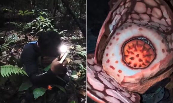 Após 13 anos de busca, biólogo encontra rara flor gigante na Indonésia e reação comove