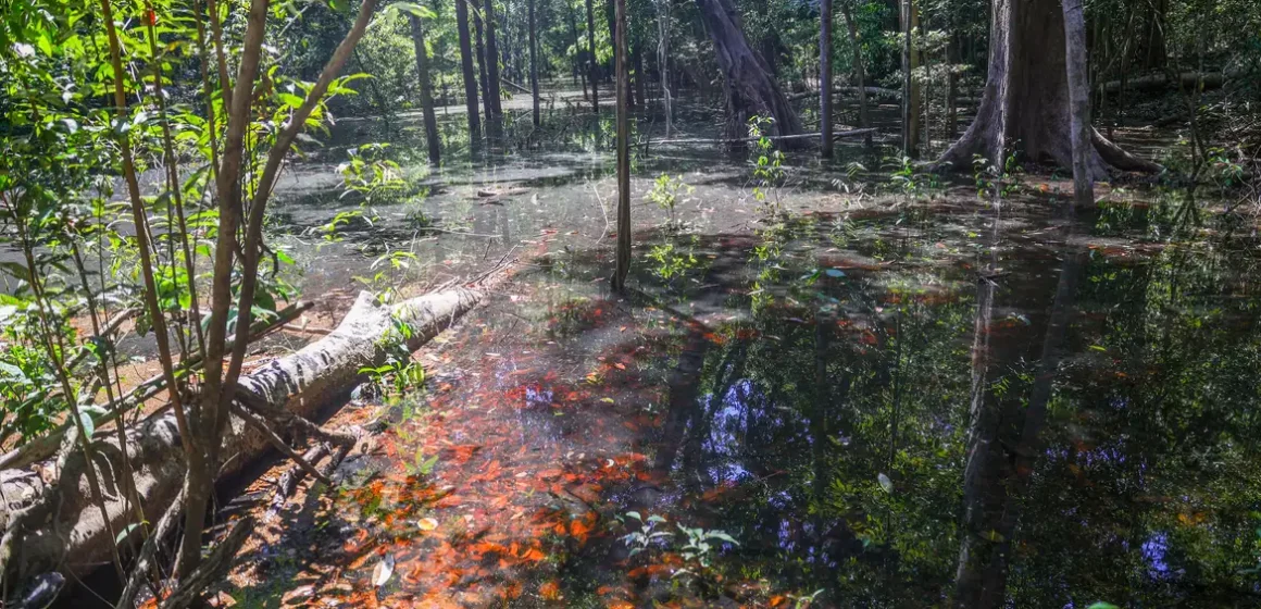 Pegadas de dinossauros de 103 milhões de anos são descobertas na Amazônia