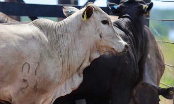 Pará registra queda histórica no desmatamento e inaugura era da bioeconomia em 2025