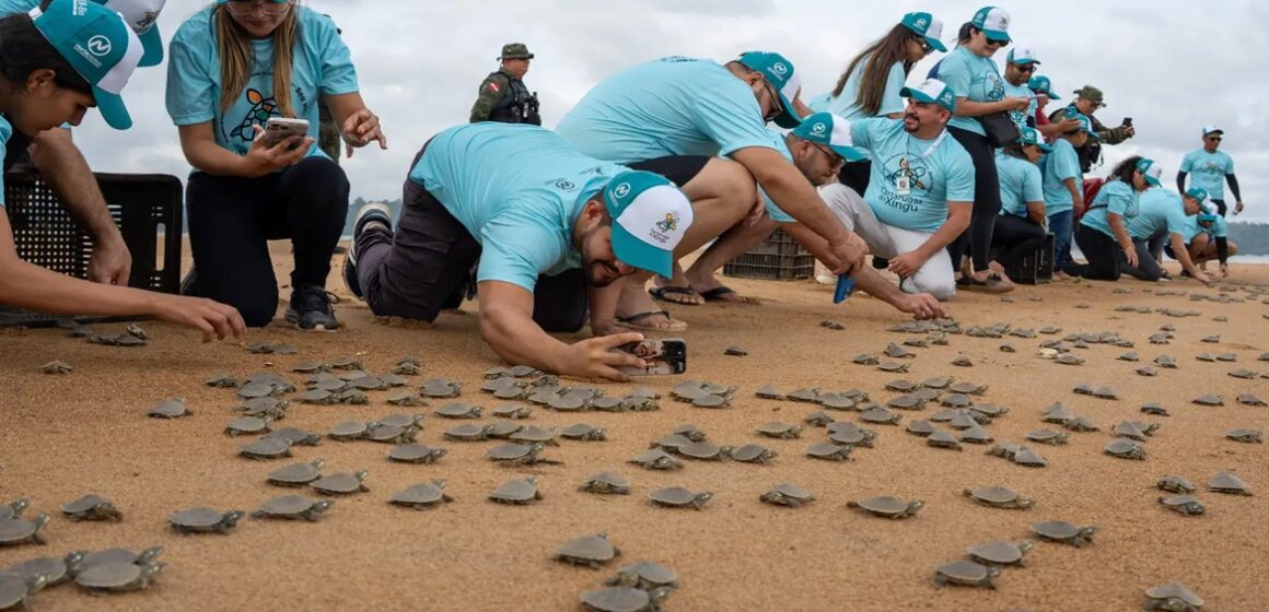 Soltura de 3,5 mil quelônios no Xingu marca início da temporada de preservação no Pará