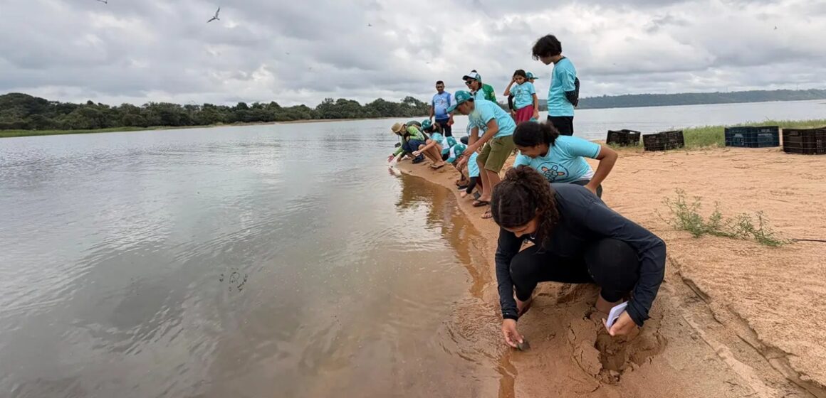 20251216202949-GC00073413-F00281243 Soltura de 1,8 mil quelônios no oeste do Pará reforça conservação ambiental com participação de estudantes