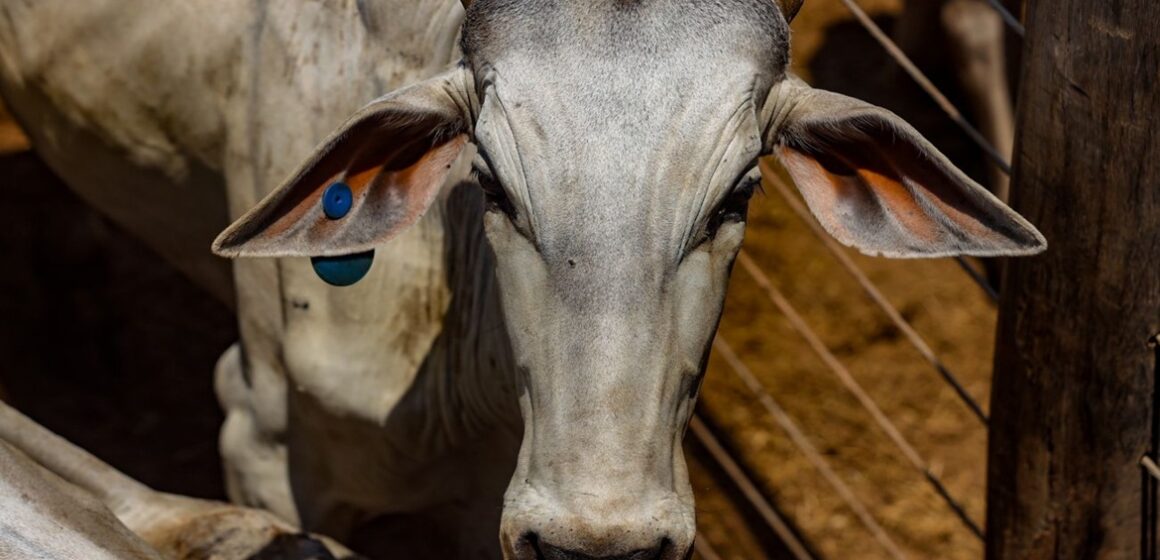 Pará torna obrigatória identificação individual e GTA para bovinos a partir de 2026