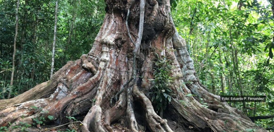 Conferência internacional estabelece rastreamento global para proteger pau-brasil da extinção