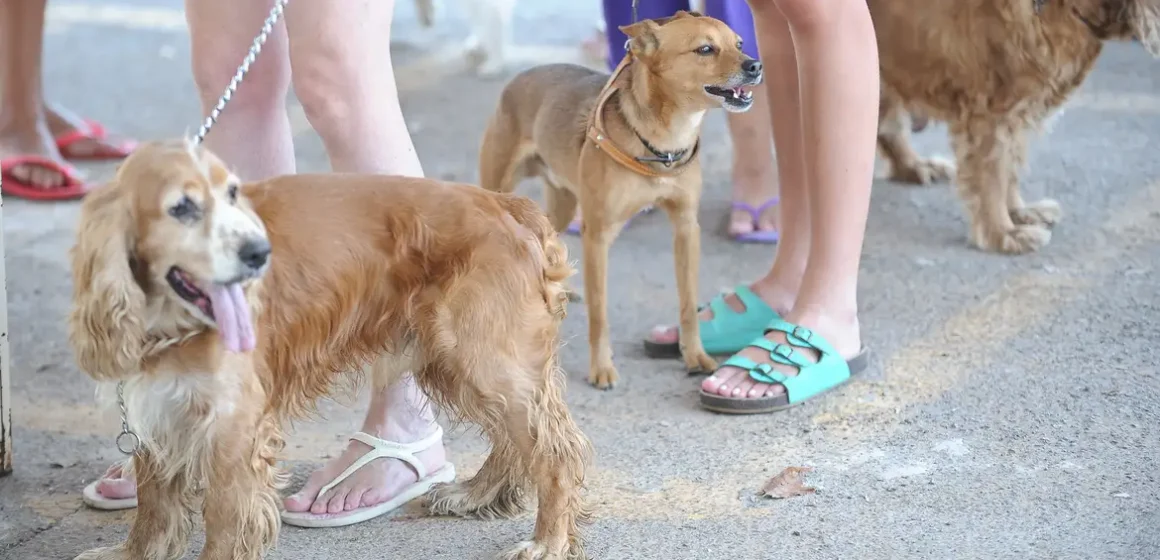 Proibição de pets nas praias brasileiras tem como foco saúde pública e preservação ambiental