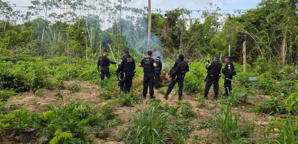 Polícia Civil apreende cerca de 1,2 mil pés de maconha em operação no sudeste do Pará