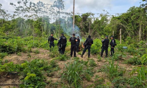 Polícia Civil apreende cerca de 1,2 mil pés de maconha em operação no sudeste do Pará