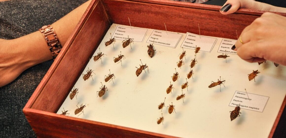 Pará reduz em 19% os casos agudos de Doença de Chagas em 2025