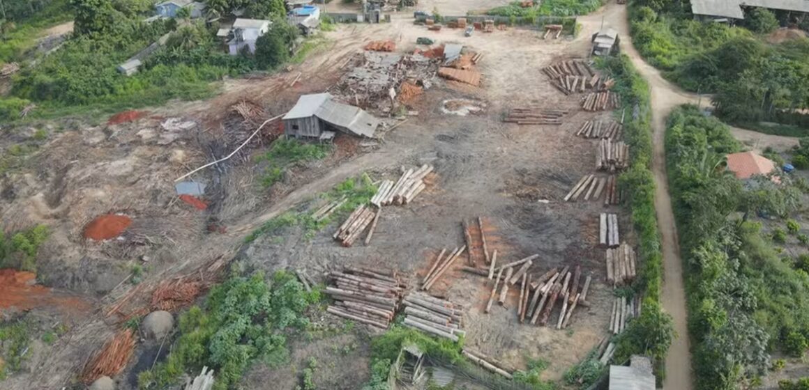Ibama desmantela esquema de extração ilegal de madeira no Pará e aplica multas de R$ 13 milhões