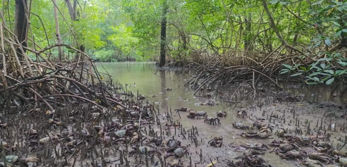Período de defeso do caranguejo-uçá tem início em fevereiro de 2026 no Pará