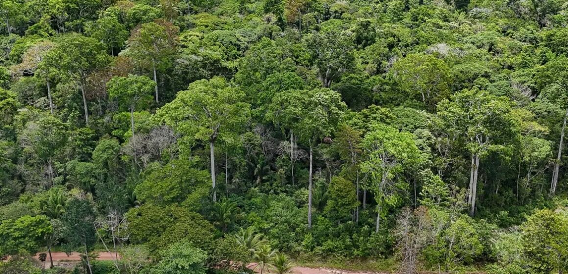 Pará tem redução de 44% em alertas de desmatamento, aponta Inpe