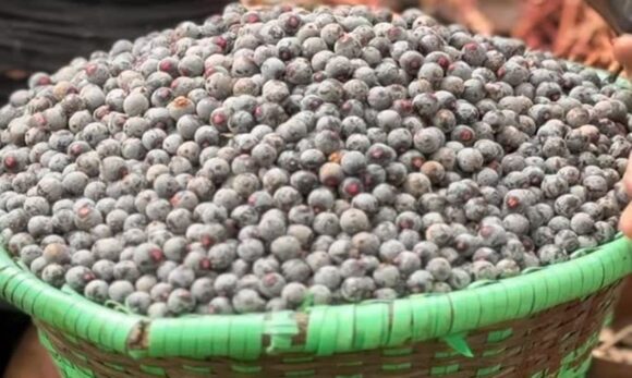 SaveClip.App_610551010_767376059715052_8475881142201506190_n Fruto amazônico bacaba é apresentado como alternativa ao açaí, com sabor e textura únicos