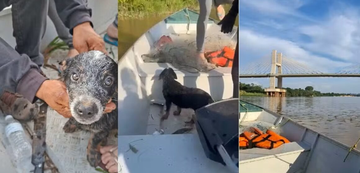 Filhote de cachorro é resgatado após ser jogado de ponte em Marabá, no Pará