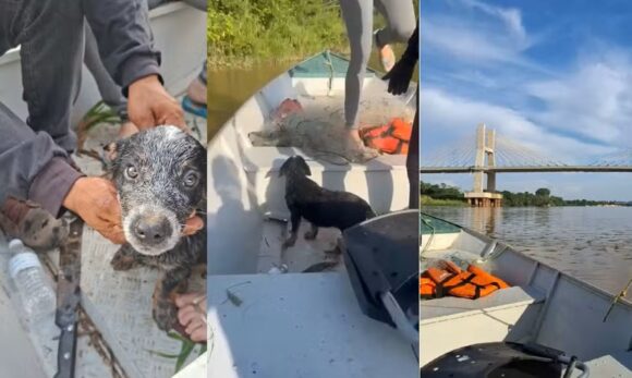 cao Filhote de cachorro é resgatado após ser jogado de ponte em Marabá, no Pará