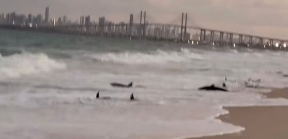 Golfinhos encalham em praia do RN; dois morrem após resgate de banhistas