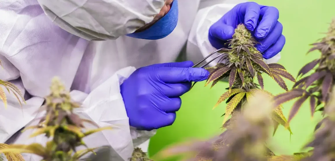 cbd-7665137 Anvisa aprova regras que ampliam acesso e vias de uso da cannabis medicinal