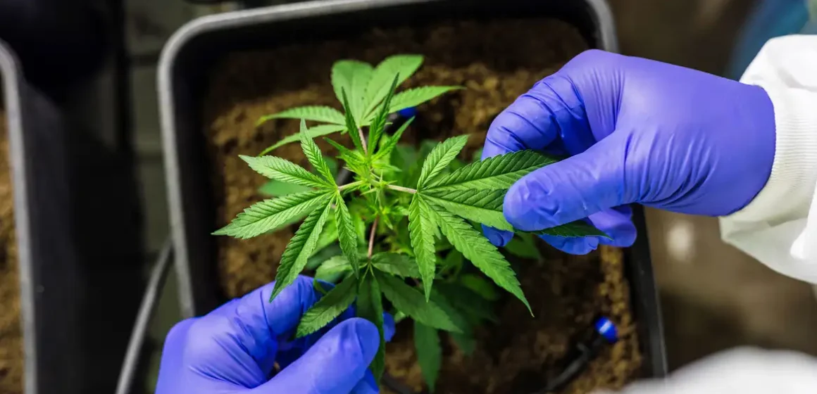 cbd-7665217 Anvisa aprova marco regulatório para cultivo e produção de cannabis medicinal no Brasil
