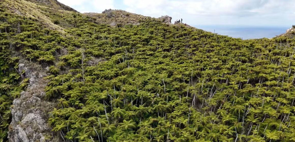 dji-20250823111954-0044-d.mp4-snapshot-00.00.862 Ilha de Trindade recupera vegetação de forma natural após erradicação de cabras