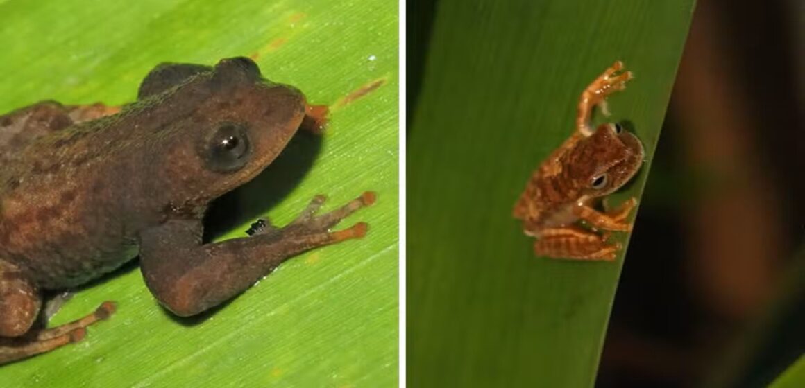 interdita-bar-ame Pesquisa da Unicamp prevê extinção de anfíbios na Mata Atlântica em 50 anos