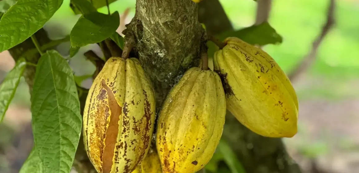 20241116_181534772_ios Brasil suspende importação de cacau da Costa do Marfim e fortalece produtores do Pará