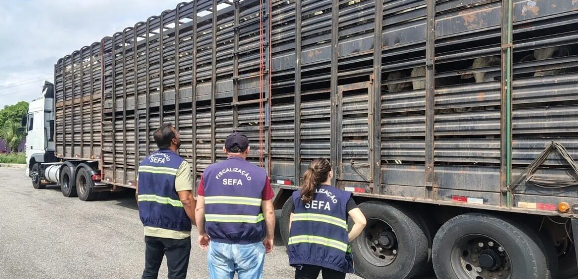 20260204154109-GC00074404-F00287172E Fiscalização apreende 140 cabeças de gado avaliadas em R$ 336 mil no Pará