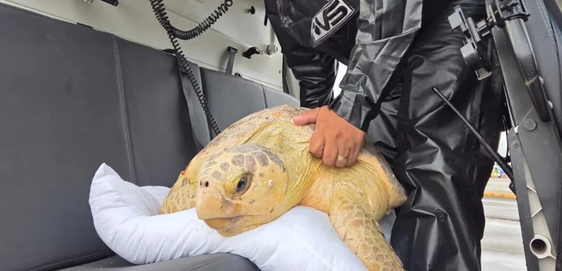 Graesp resgata tartaruga marinha debilitada em Salinópolis e transporta de aeronave para reabilitação na Ufra