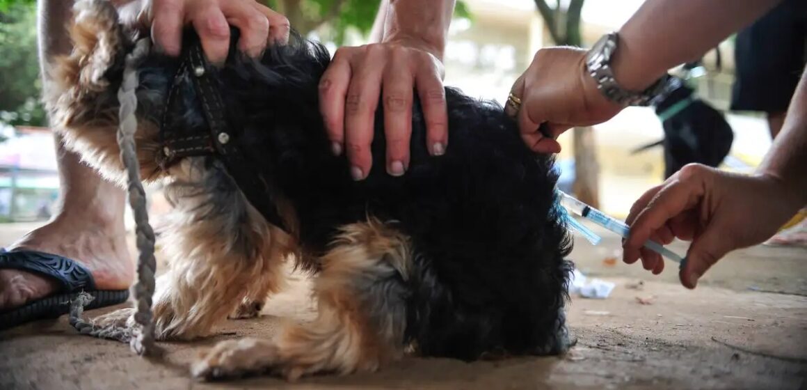 Projeto permite deduzir do Imposto de Renda gastos com saúde preventiva de cães e gatos