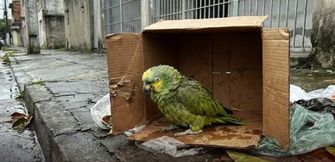 Gari encontra papagaio abandonado em caixa de papelão e escreve novo capítulo na história do animal no Recife
