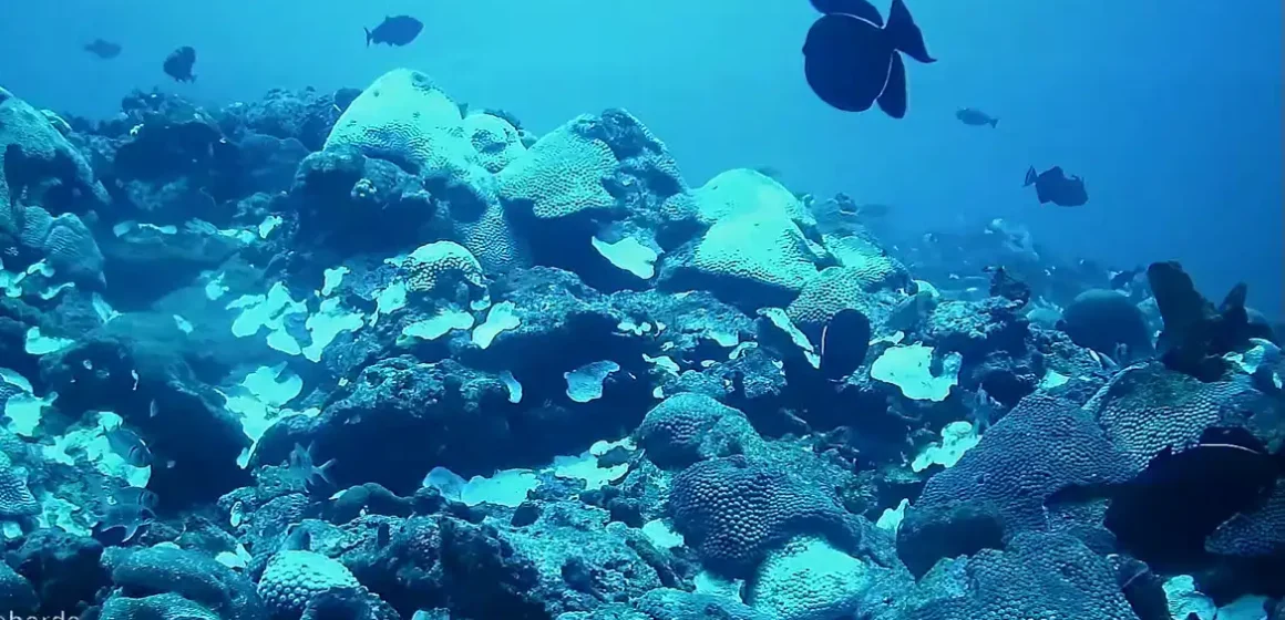 Aquecimento dos oceanos reduz em 20% a biomassa de peixes, aponta estudo internacional